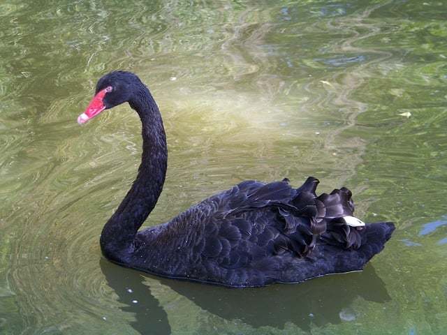 Schwarzer Schwan